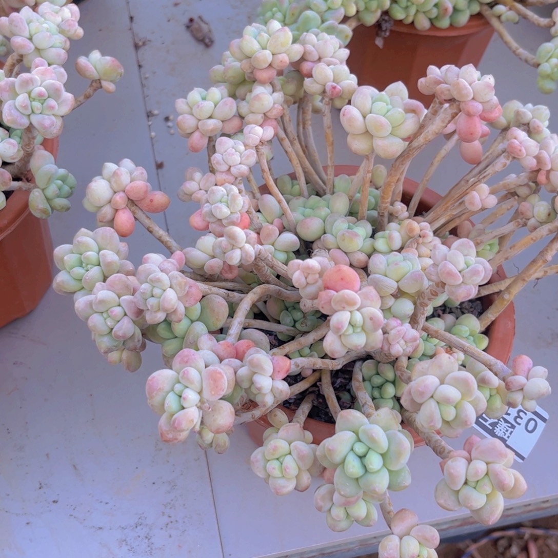 洛神杂03137多肉植物