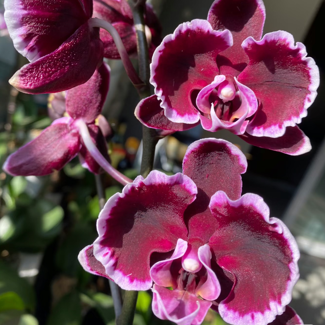 稀有2个花剑【拉丁舞裙】 蝴蝶兰 黑红色系超长待机蝴蝶兰