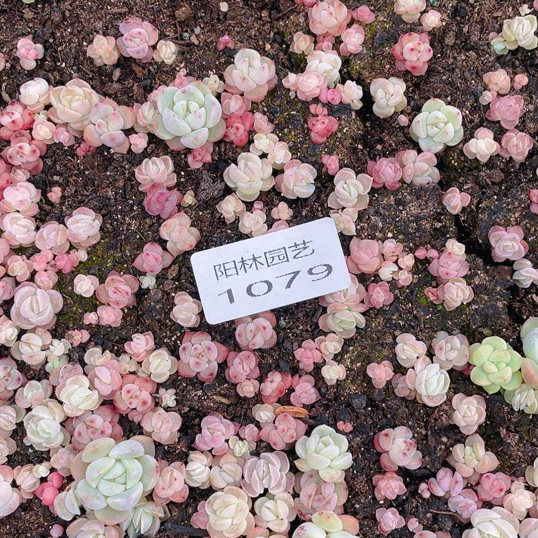 温***C多肉植物多肉植物1079