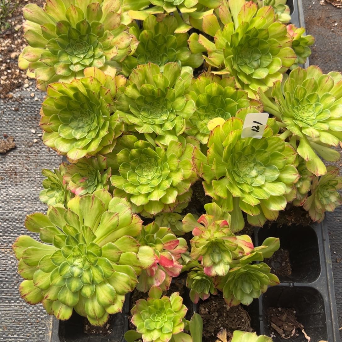 121一盘知否多肉嘻嘻嘻