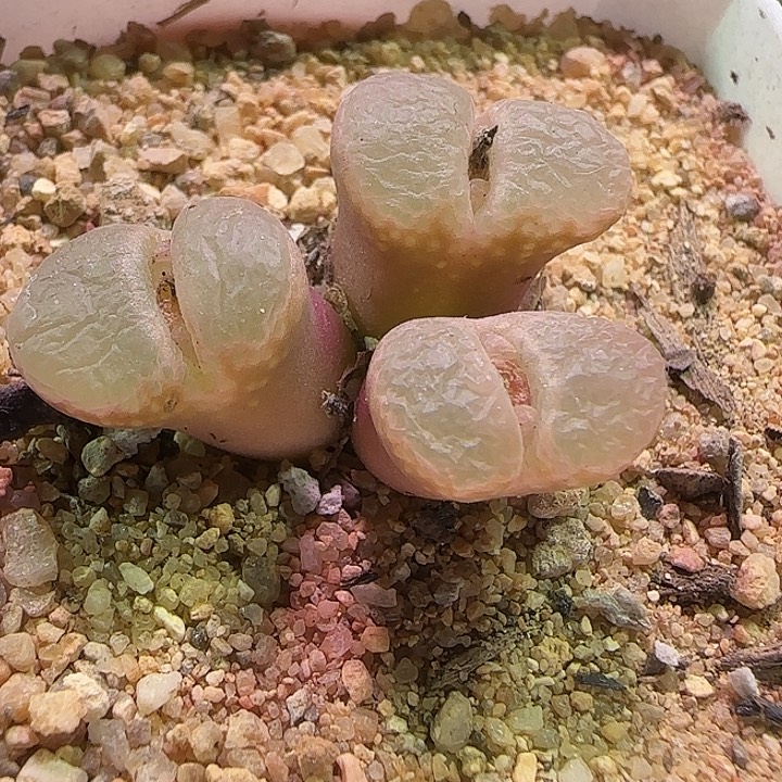 鑫***o哈哈哈哈哈哈哈。    674