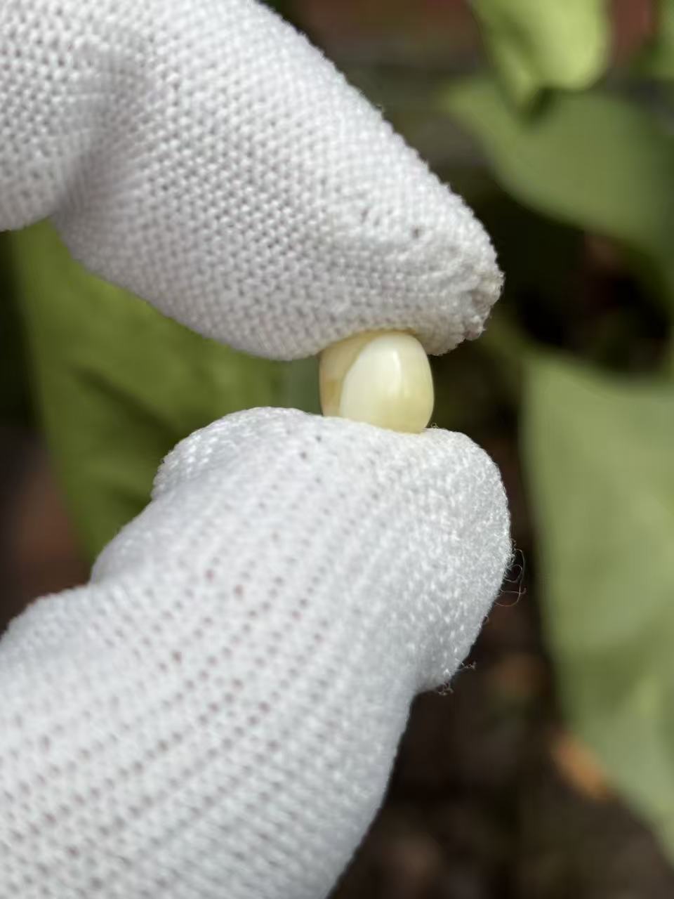 3169天然蜜蜡琥珀老型墩子6.8x6.7mm