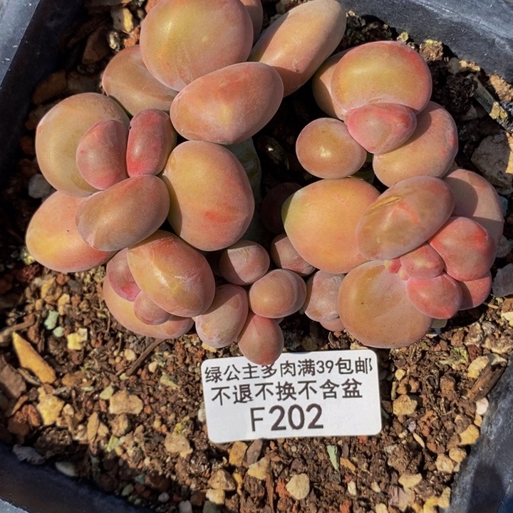 芒果奶9cm202多肉植物