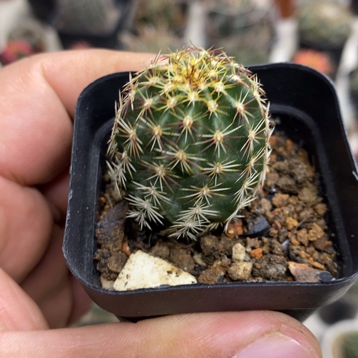 实生红刺青花虾特价福利