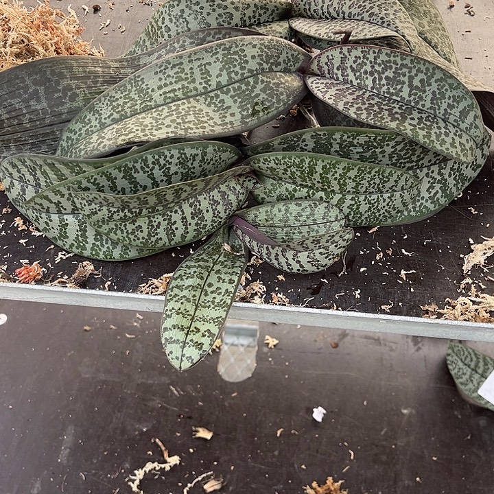 完全开放29号无根4棵不售后