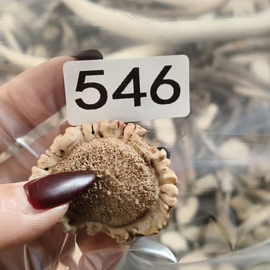 大***俞鹿角鹿角鹿角鹿角鹿角鹿角