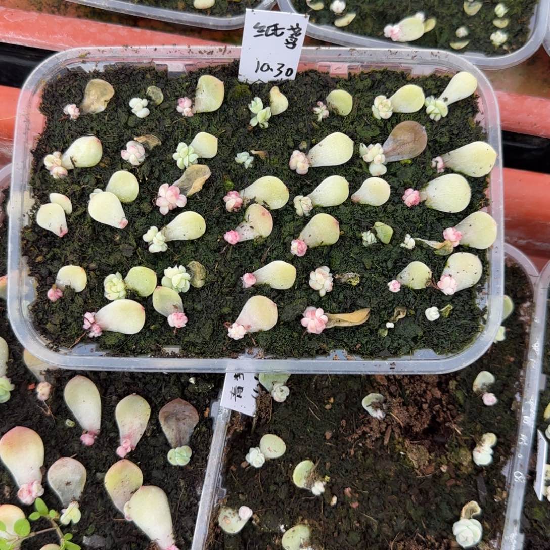 3个纸鸢芝麻穴满25包邮