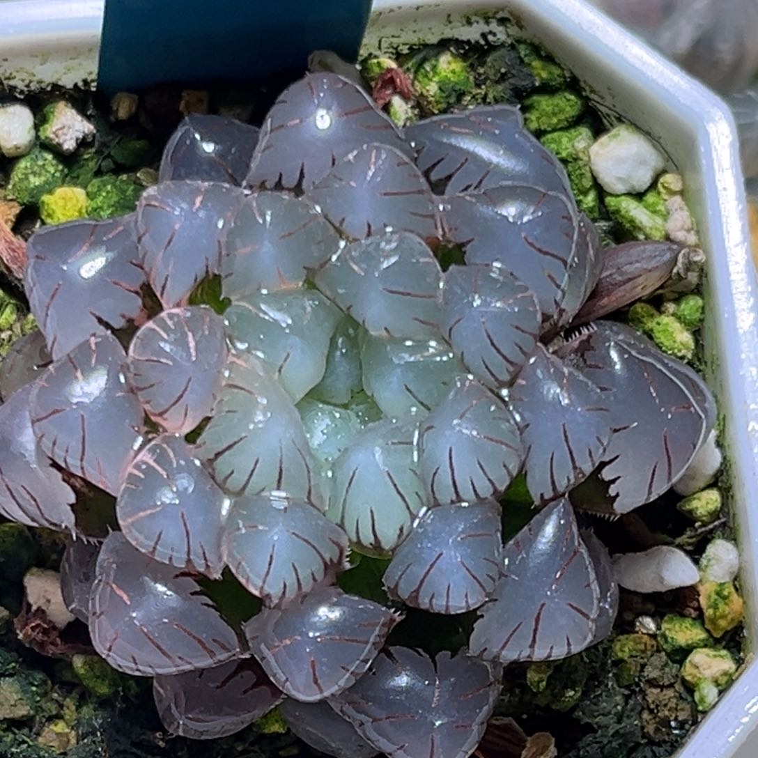 恭喜发财大吉大利0040