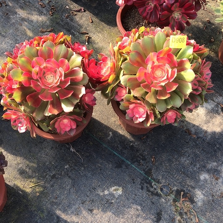 爱***艺香妃多肉90800000000