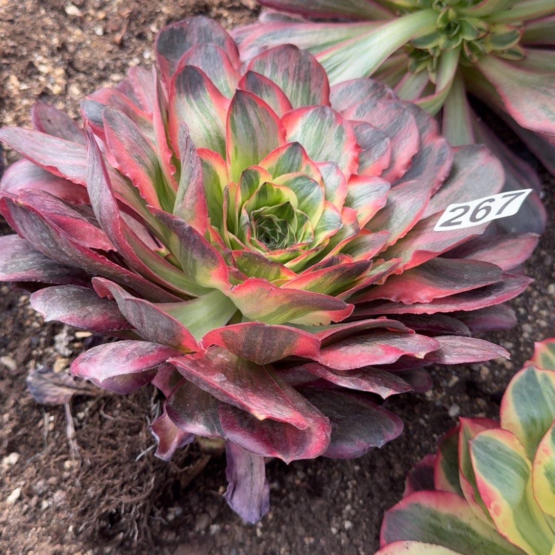 267多肉植物魅金玫瑰锦头歪根部有干伤特价