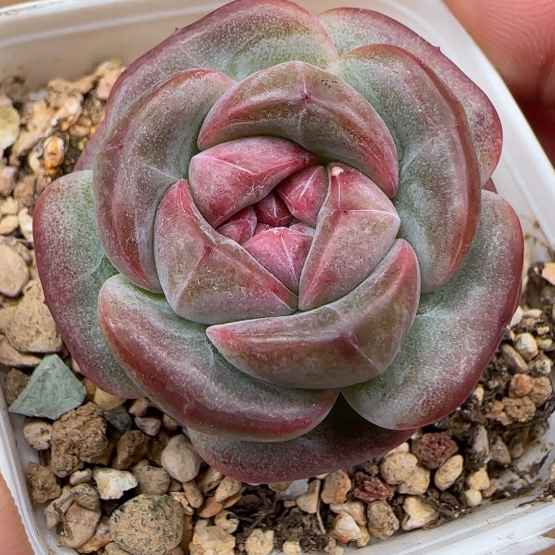 一物一拍麦秆珍妮08292