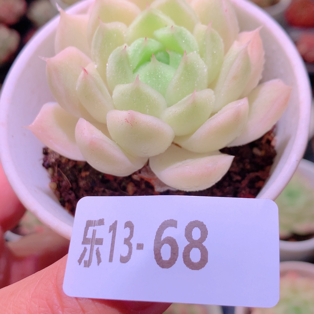 乐然13-68 麦秆单头 