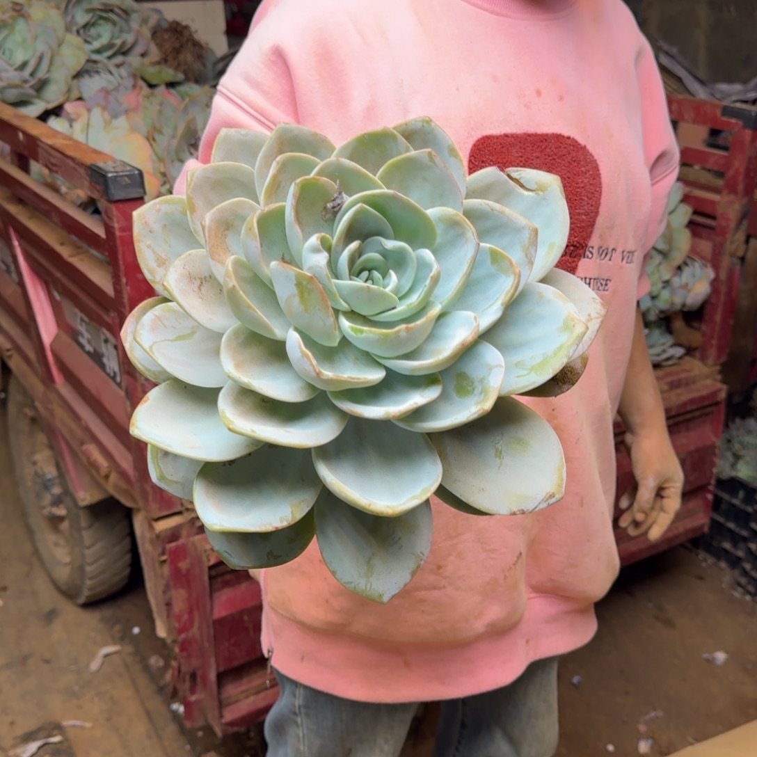 l***藤奶茶 一颗 不包损1号