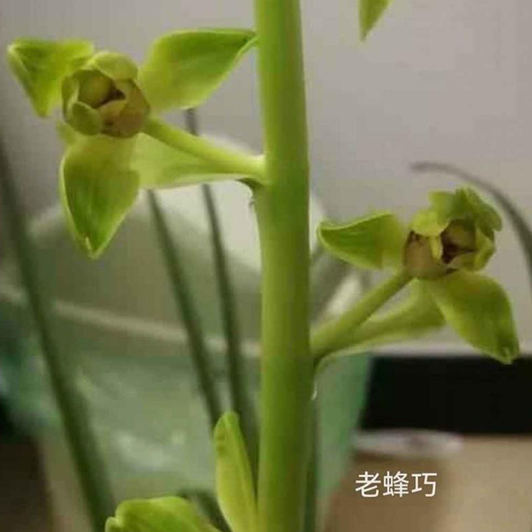 蕙兰建兰春兰等多种兰花售卖