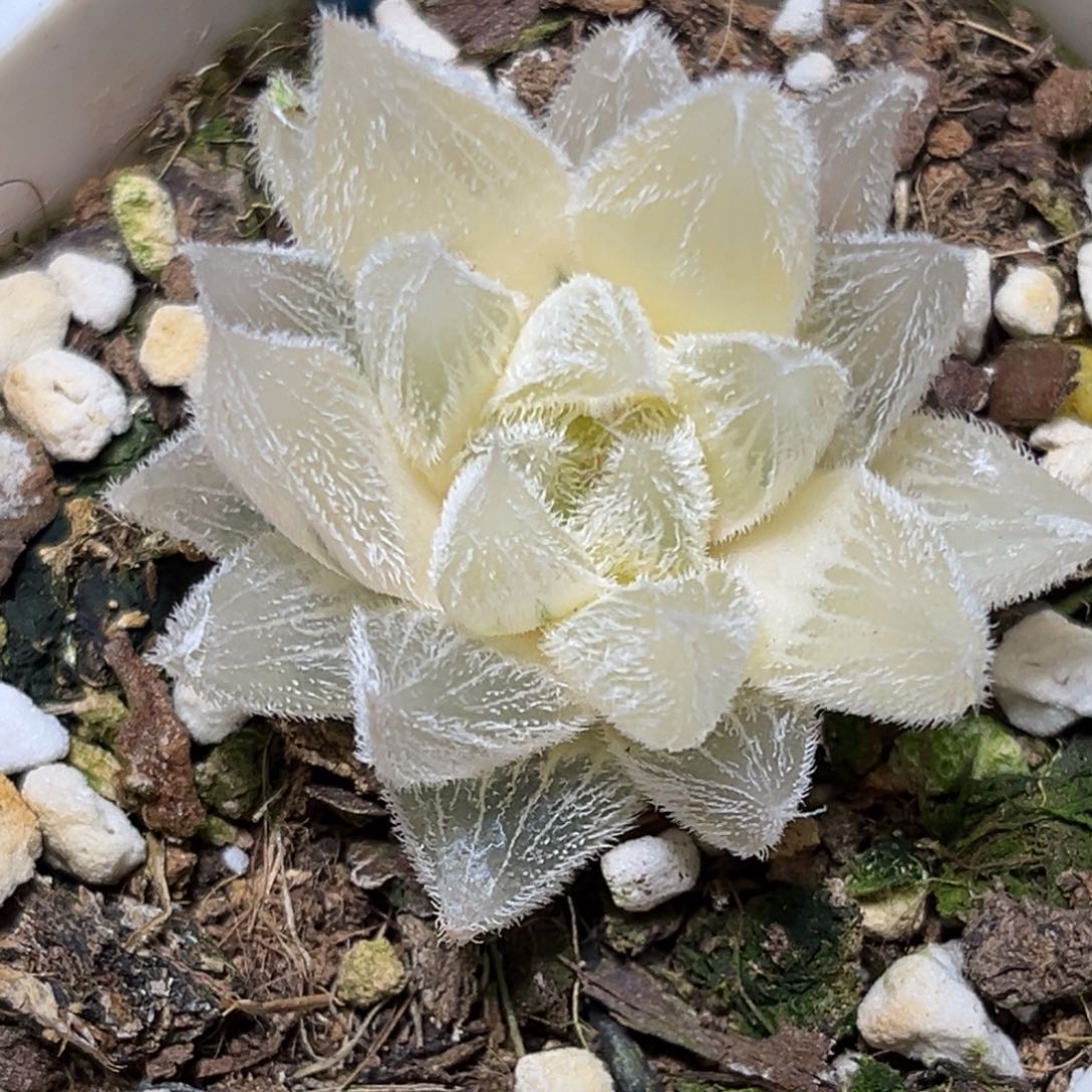 恭喜发财大吉大利956