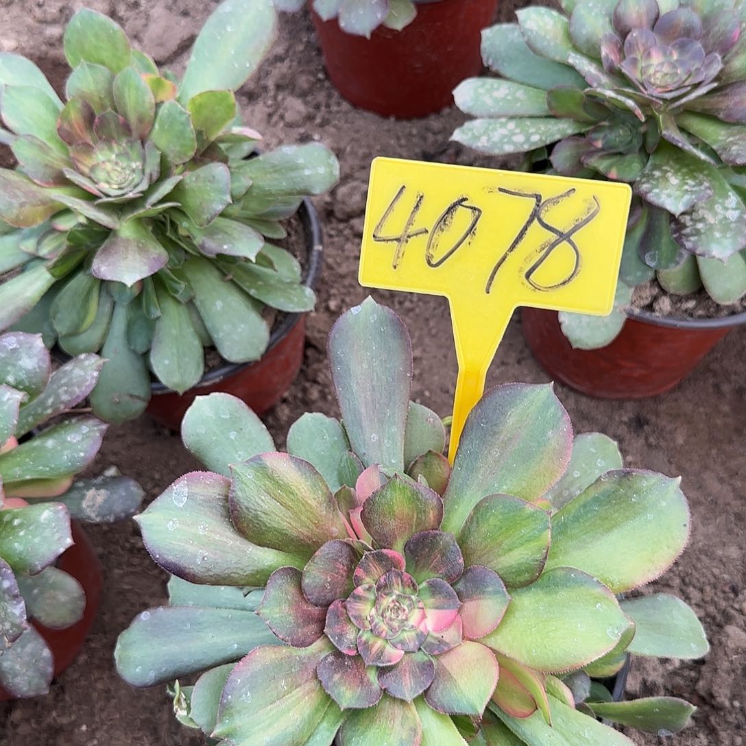 雅***鑫4078---流星雨多头