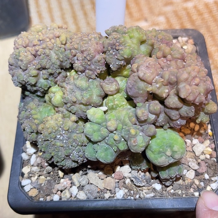 满38包邮2天凑单，脱土晾根发货多肉植物鸡鸡缀化