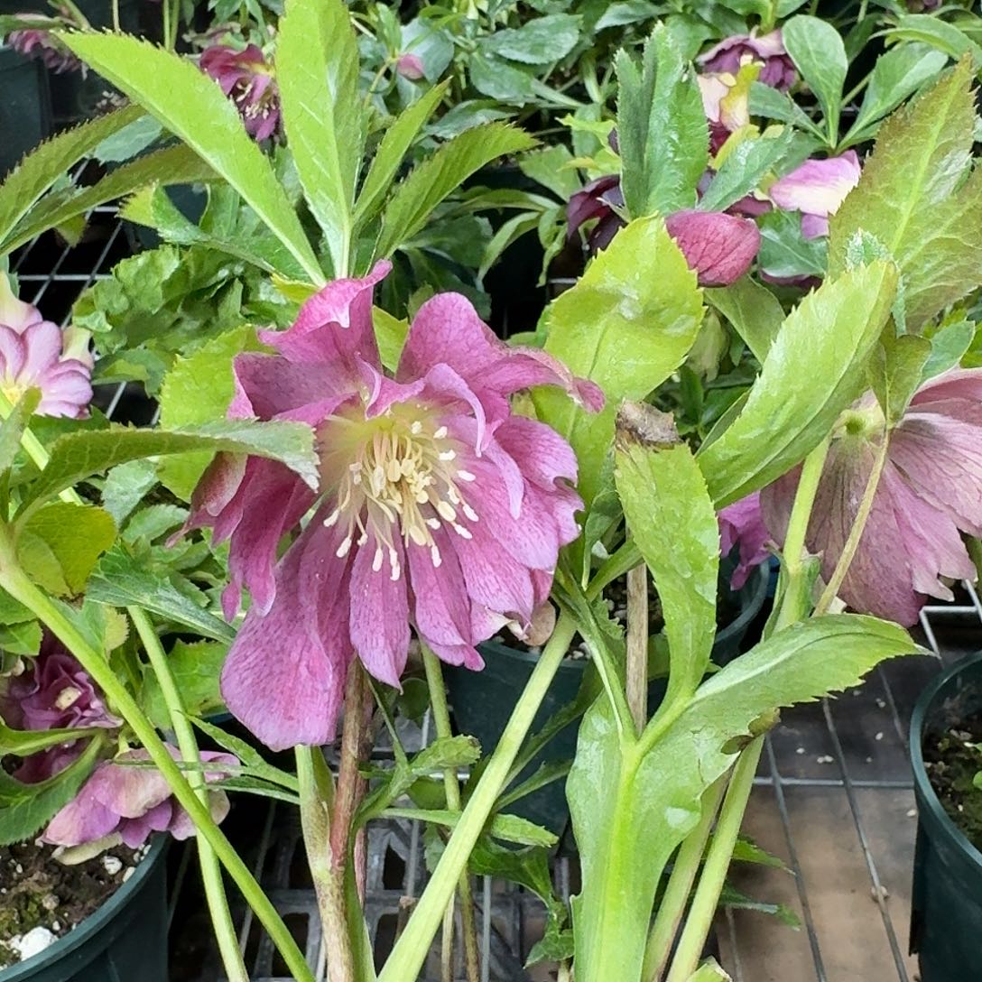 云***1少量花朵（建议范围：2朵-5朵 或40%以下）019