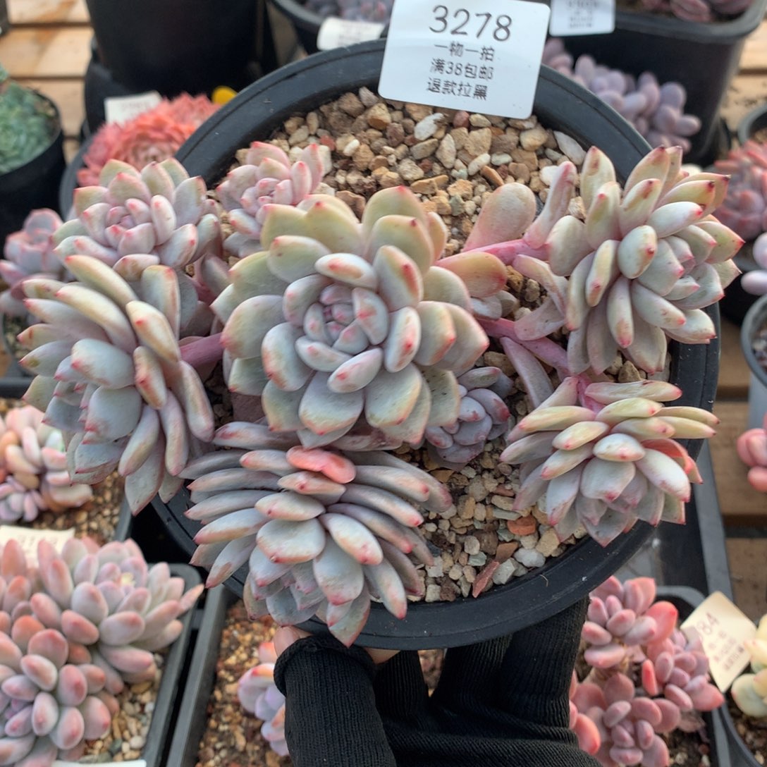 18厘米八头有砍飘枝石榴籽3278