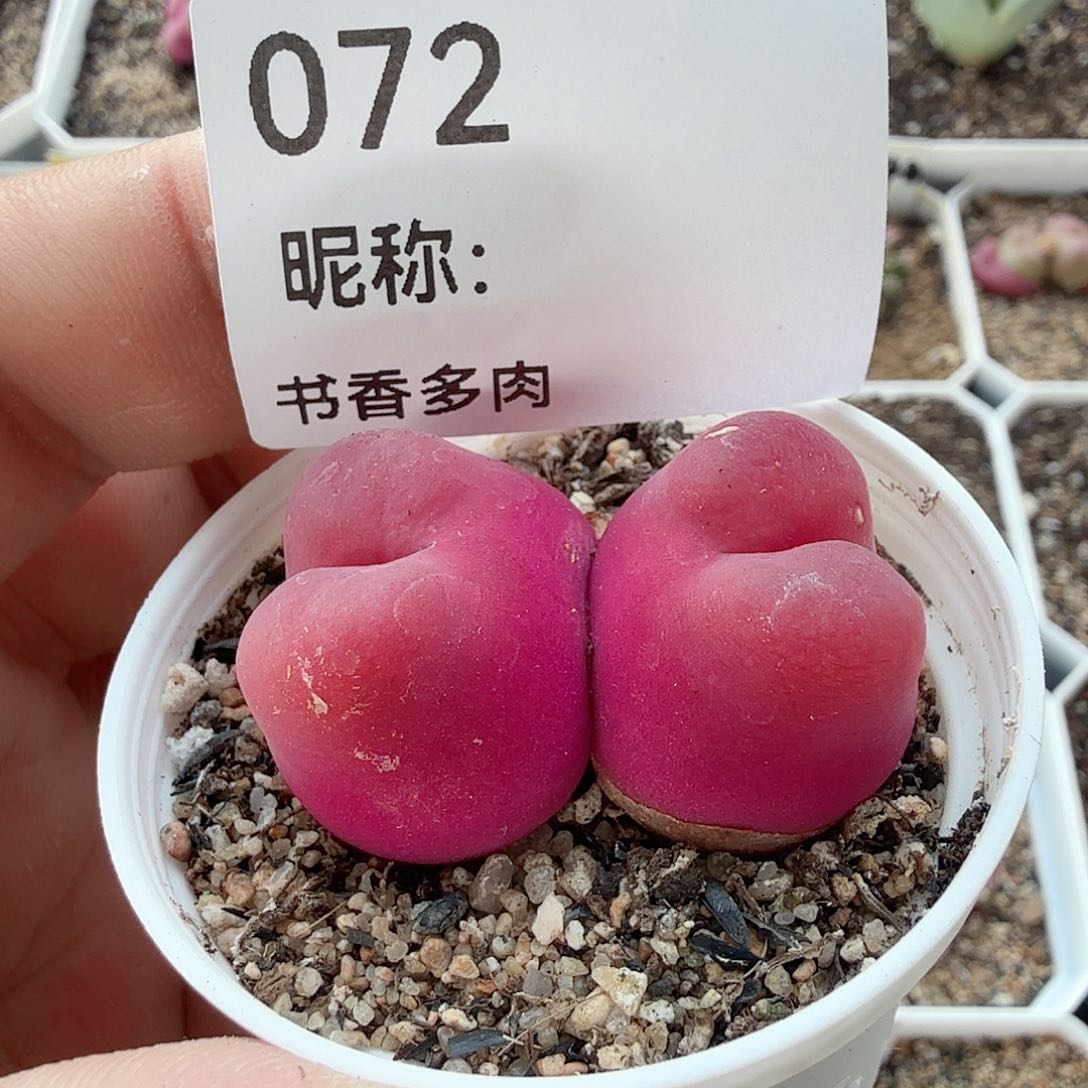 多肉植物多肉植物