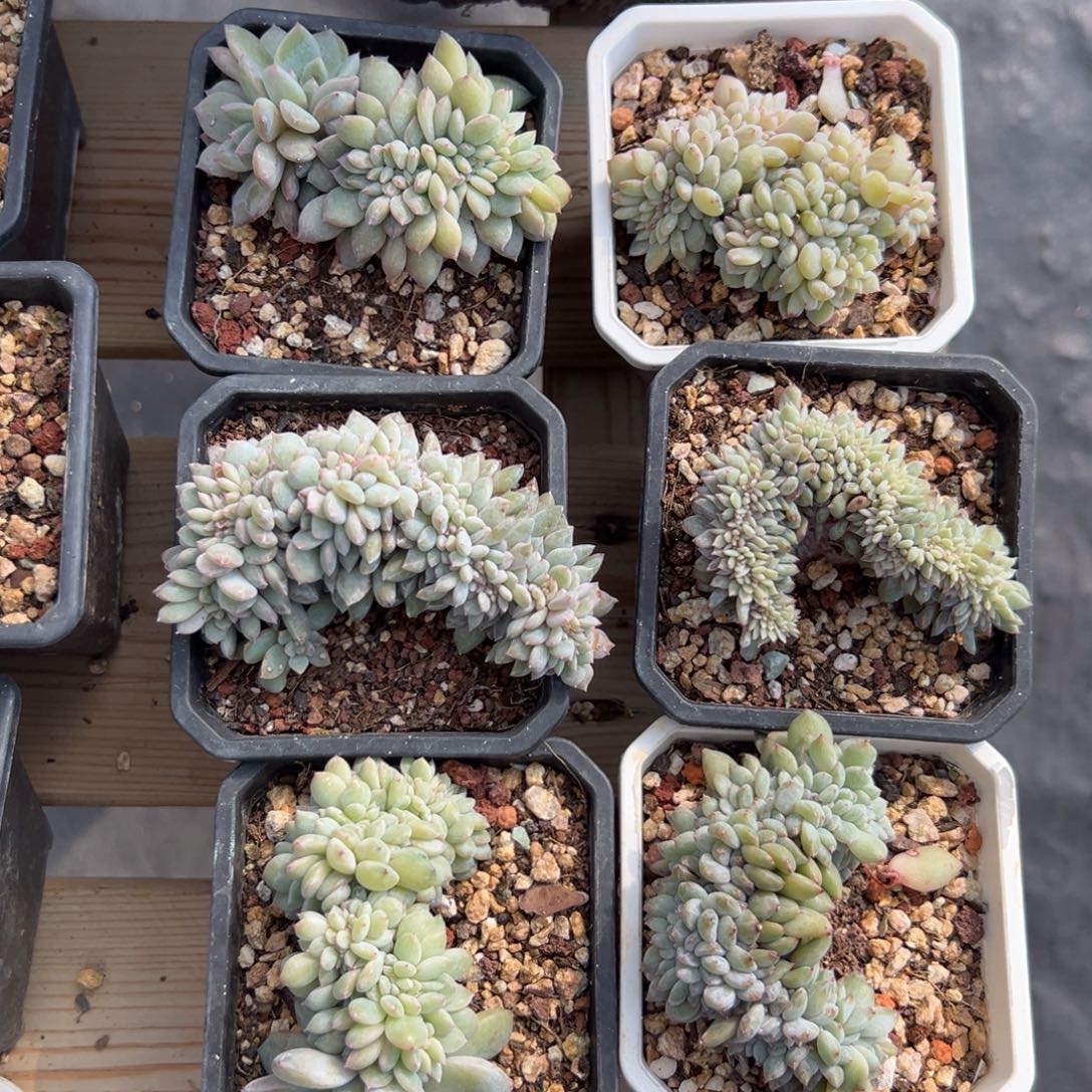 新年快乐 新年快乐