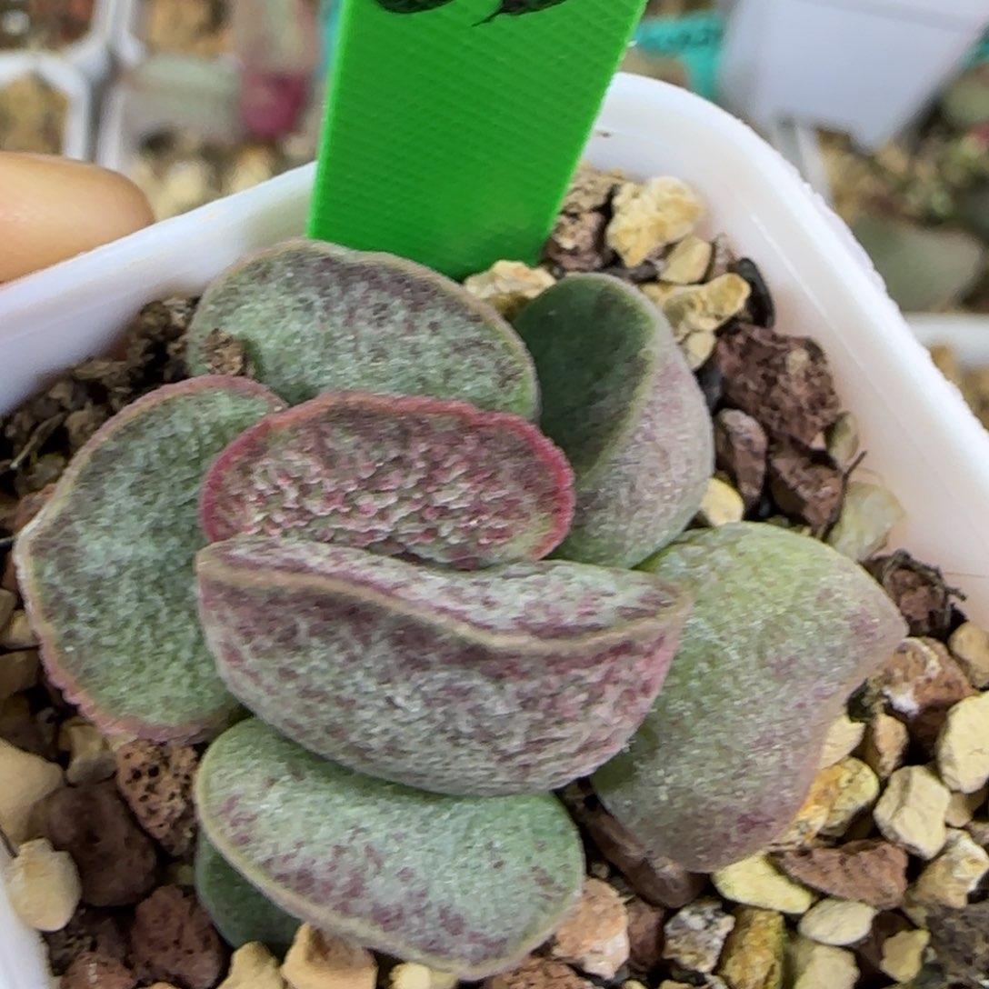 编号613底叶插，四方盆发