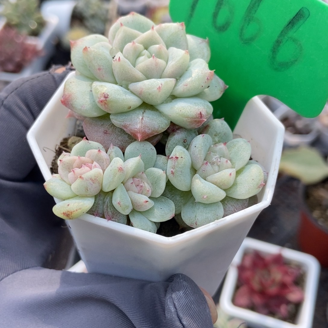 1666甜心石化多肉植物