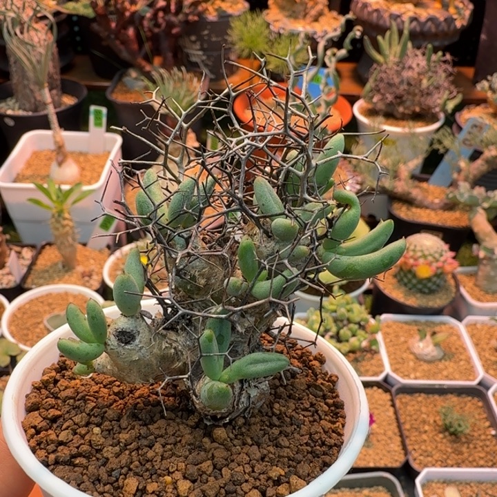 钢丝球万物想805 仙人球