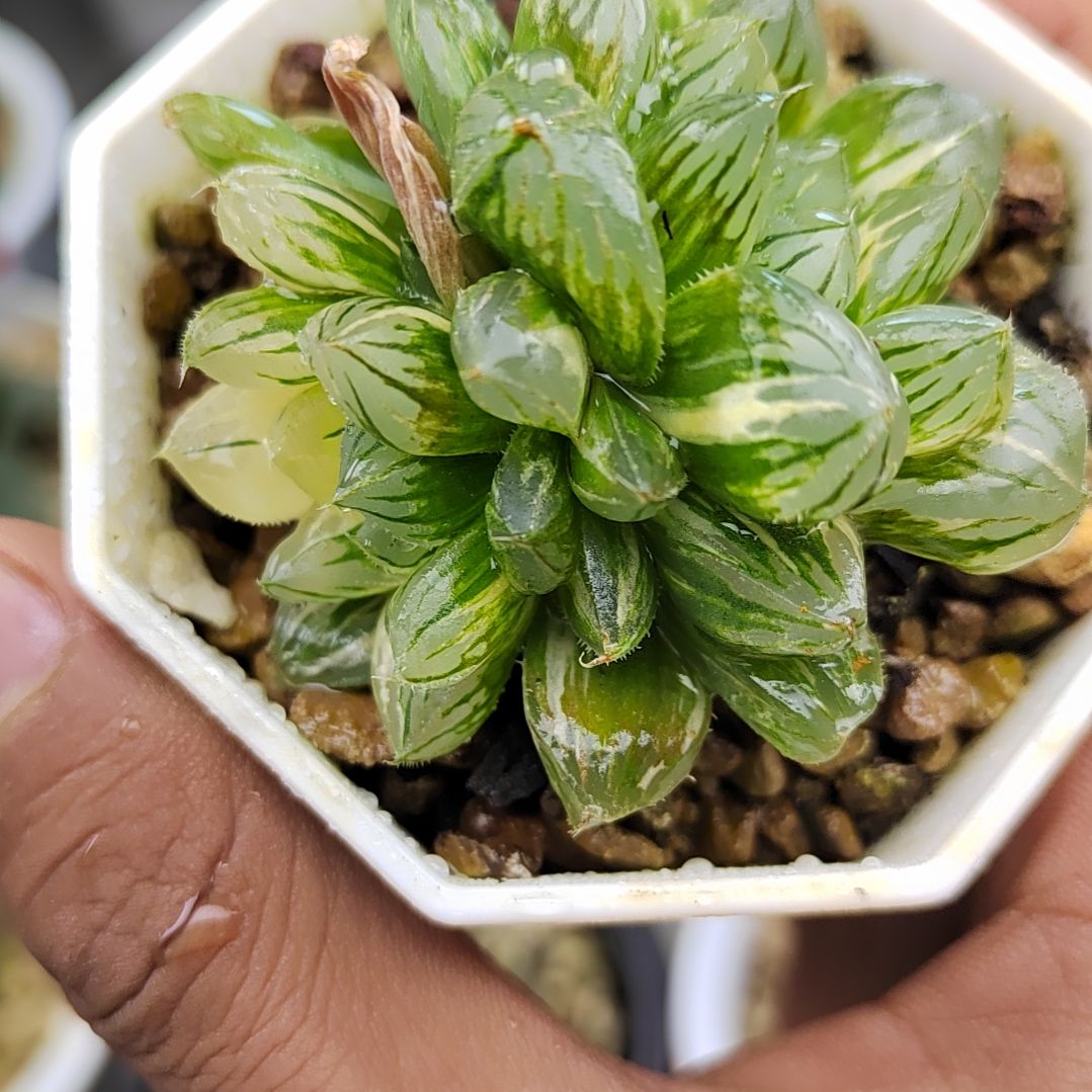 83号水晶实生双头 5厘米左右一物一拍带盆土