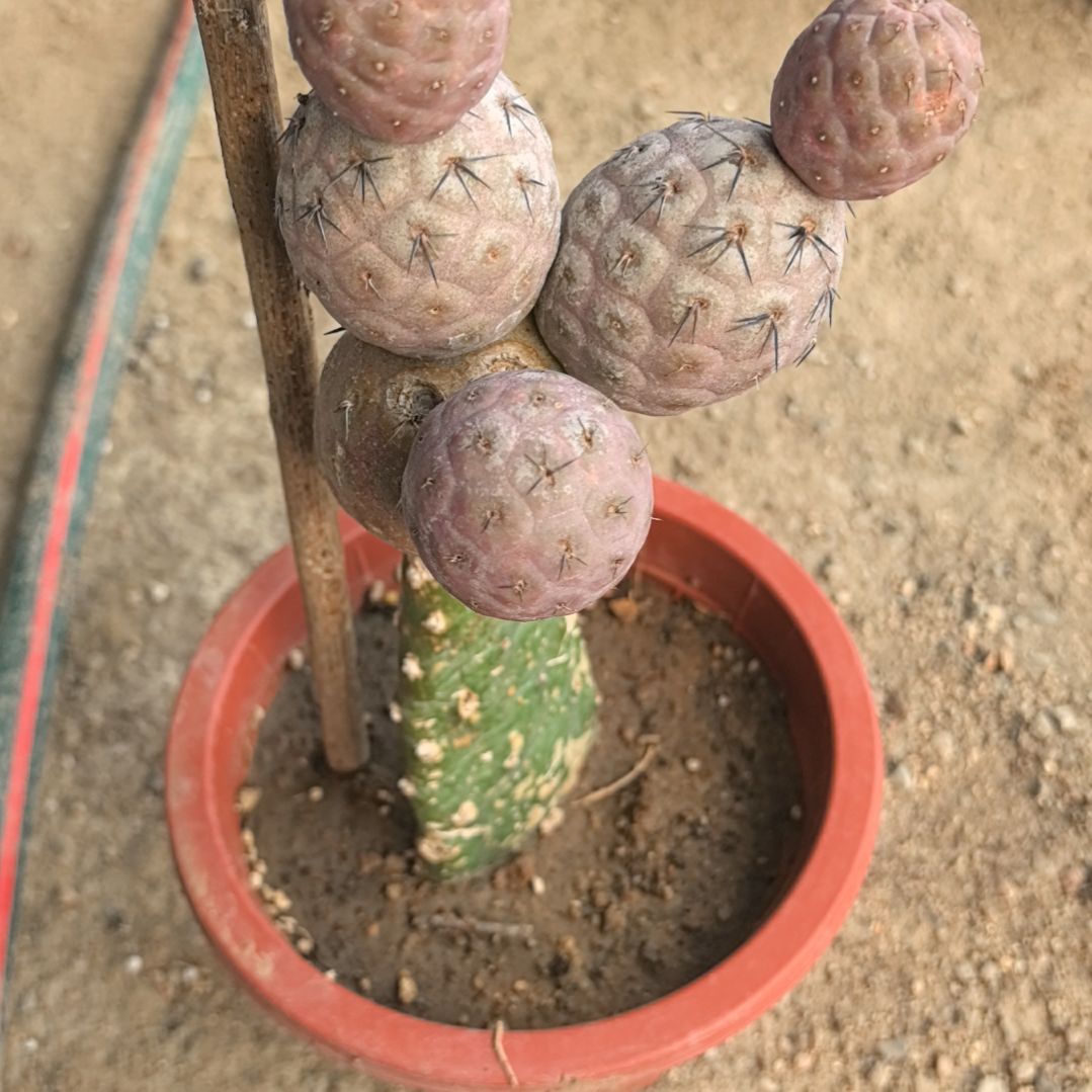 不****）习志野仙人球直播