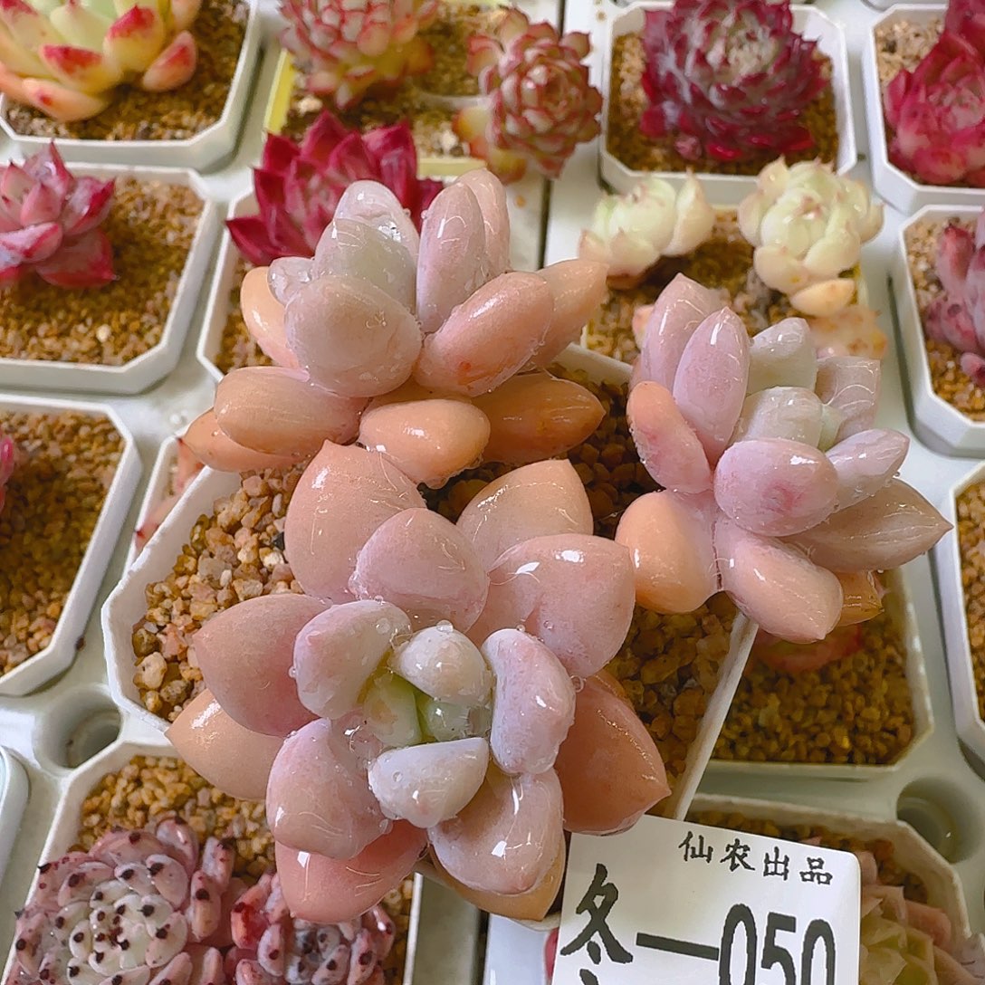 桃疏饼干，050，仙农出品多肉