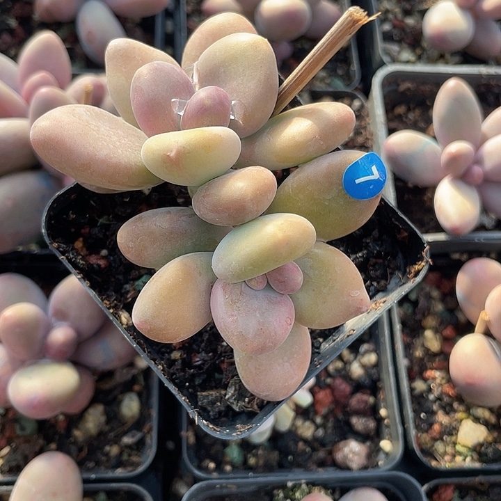 芒果奶 脱土发货 7口盆