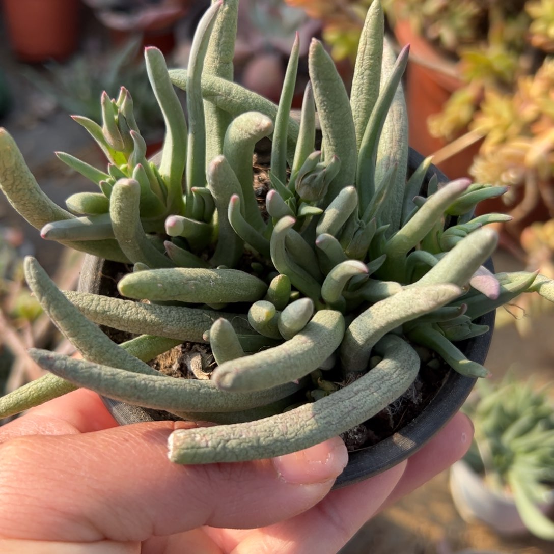 多肉植物红花奔龙