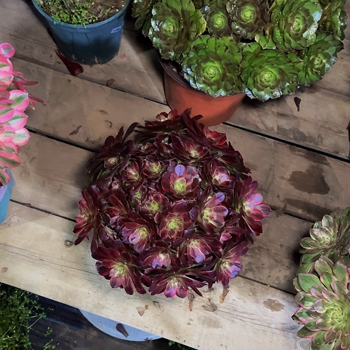 安娜锦安娜锦003