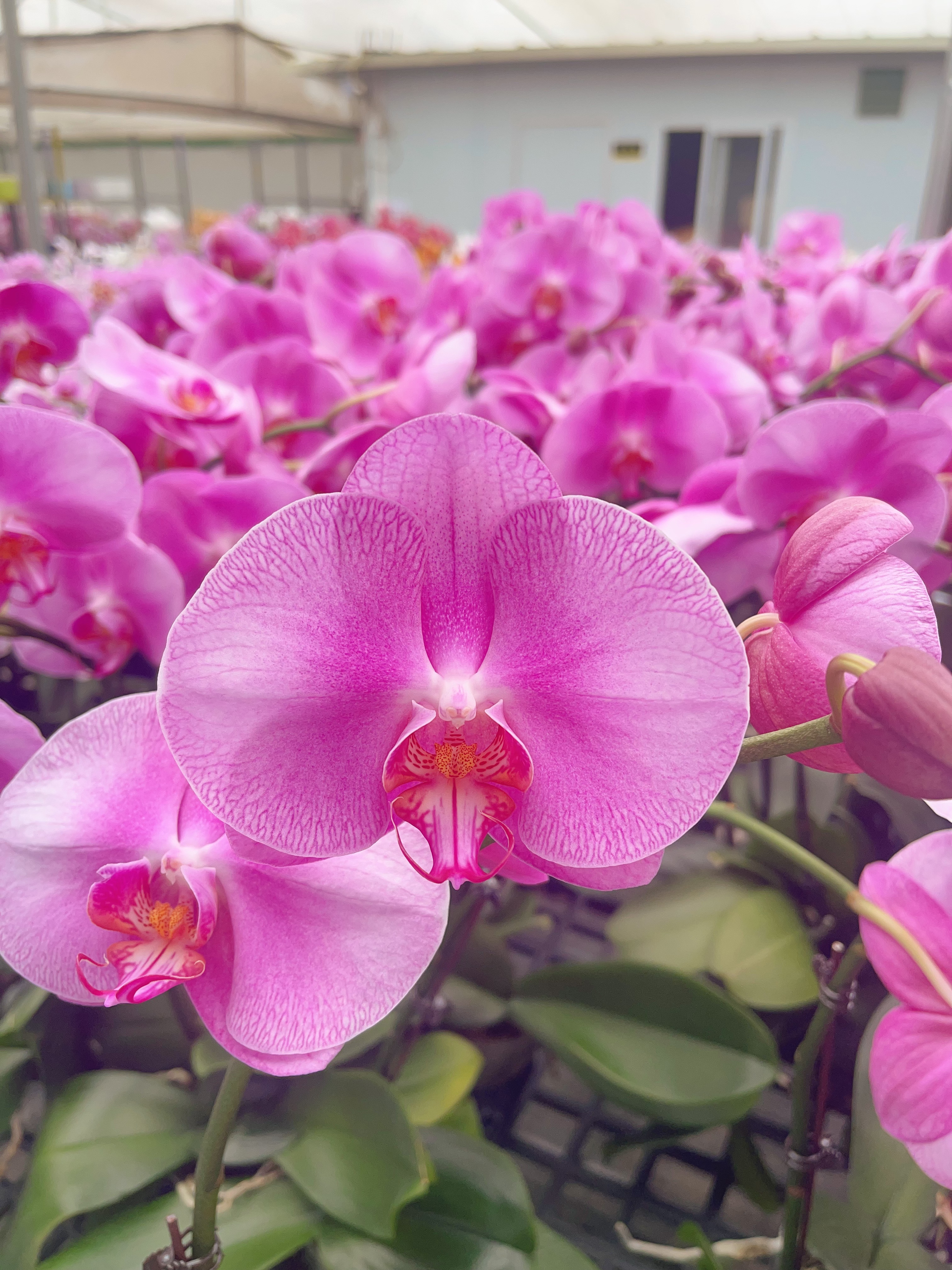 05【聚宝粉公主】3.0寸超大花型.精品蝴蝶兰.室内花卉（花多）