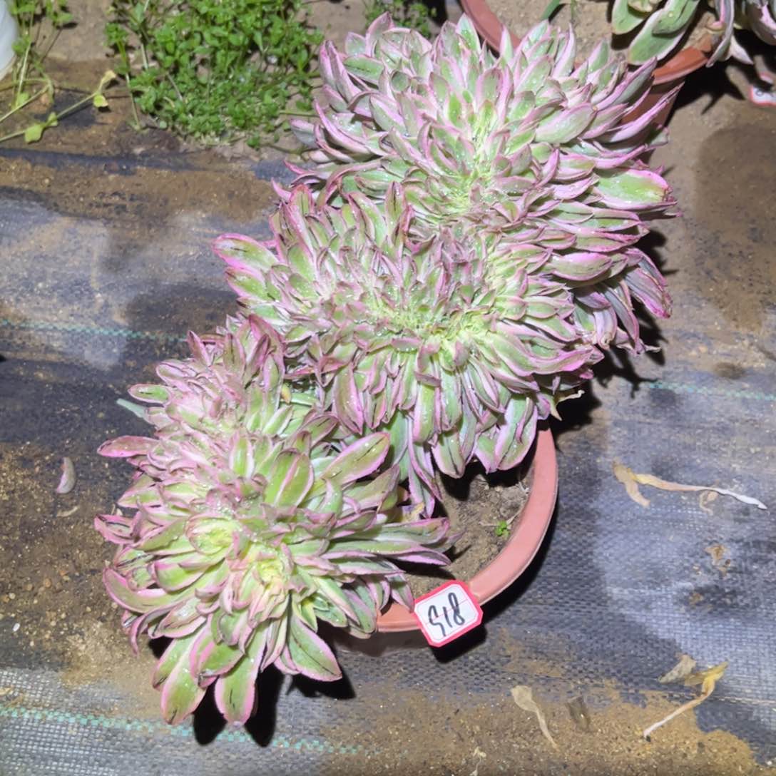 918多肉植物青莲缀化