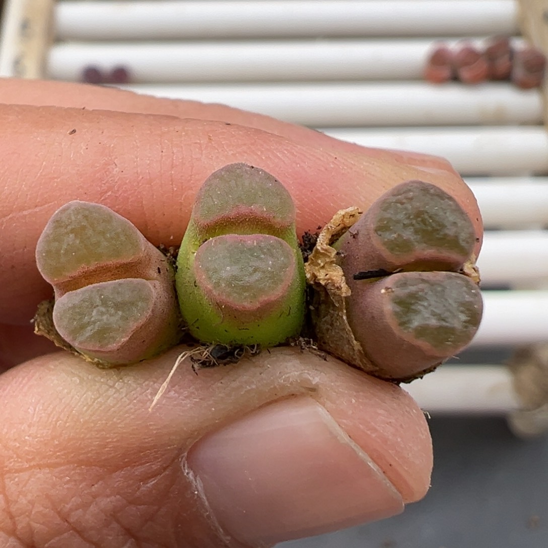 4.14好看的多肉脱脱发货399