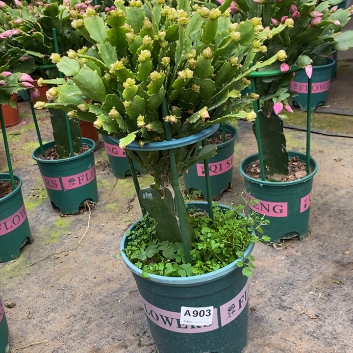 当前无花栽培后可以开花梦903嫁接028