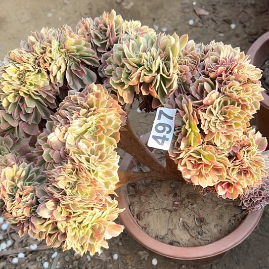 遇***.多肉植物一个女巫497