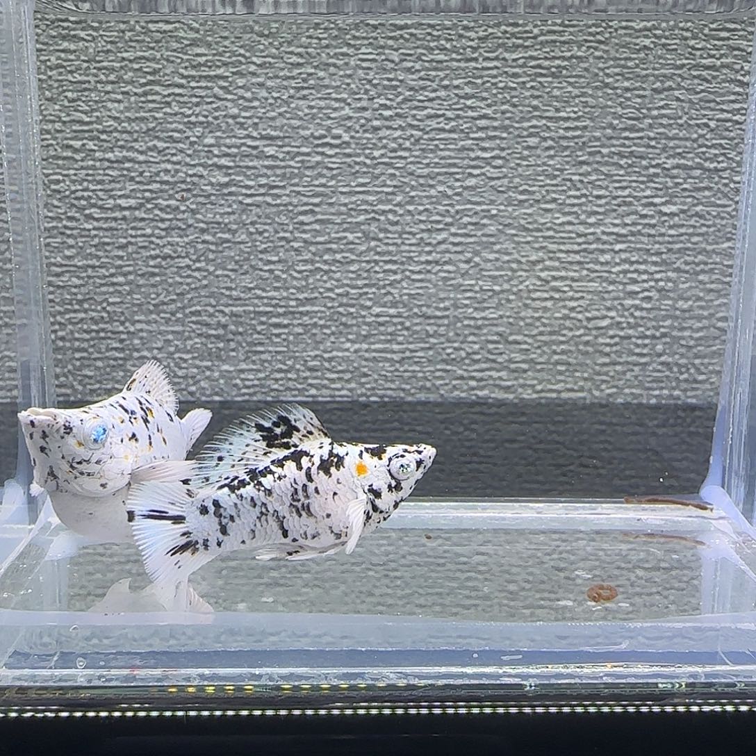 黑玛丽鱼三色奶牛钻眼