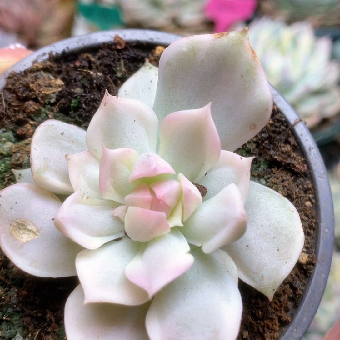 074白牡丹变异锦锦锦锦锦