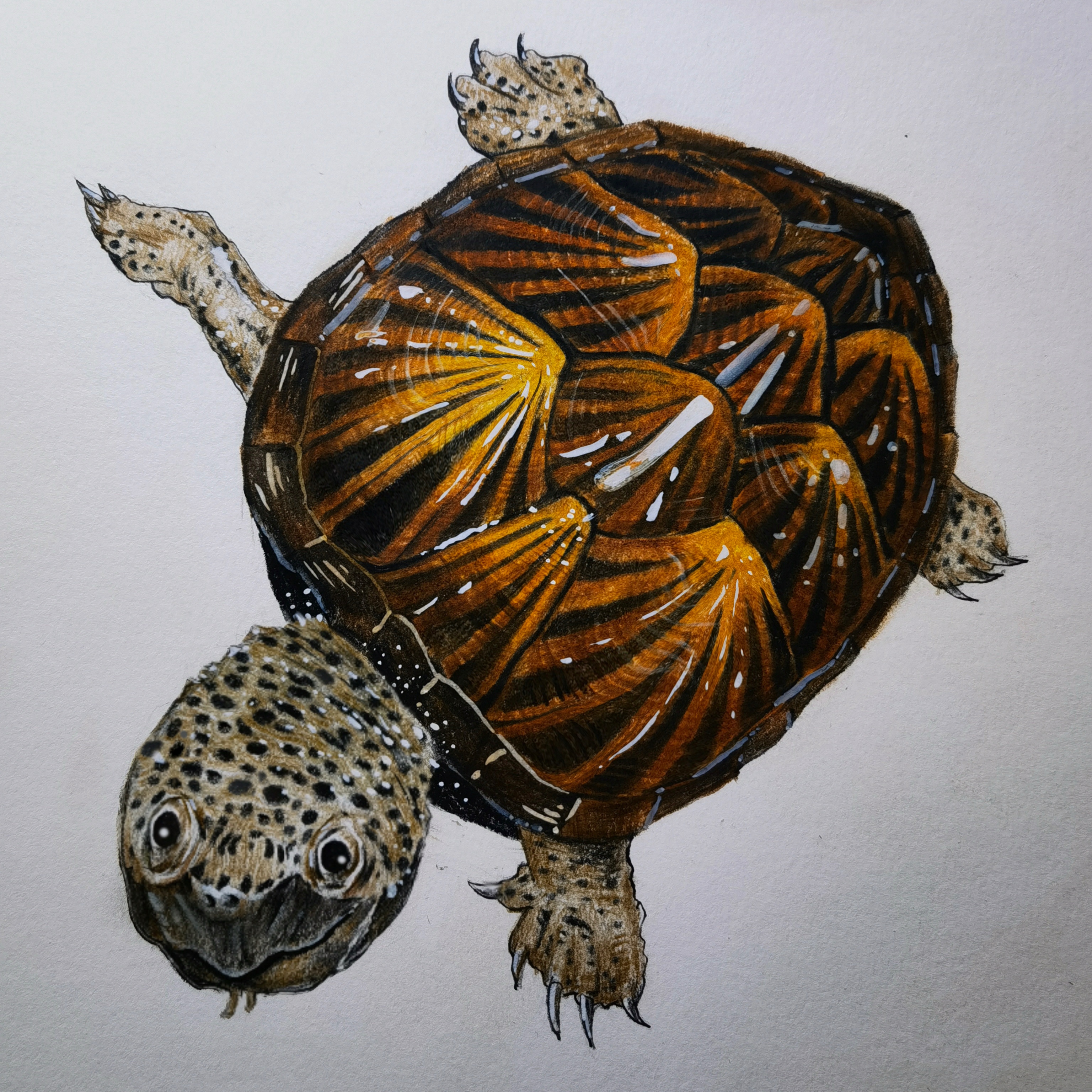 巨头蛋龟【直播间选龟专用】 苗 亚成 公 非邀勿拍