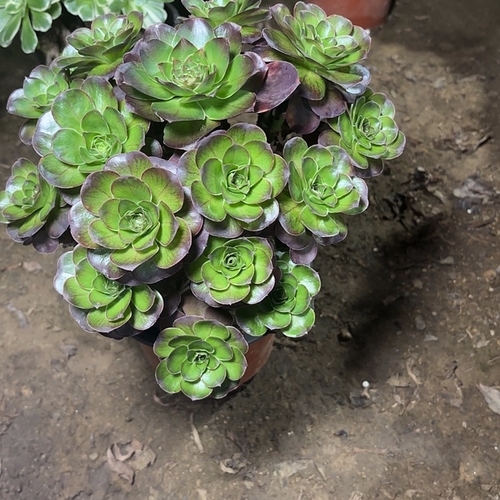 落****多肉植物法师魅金31