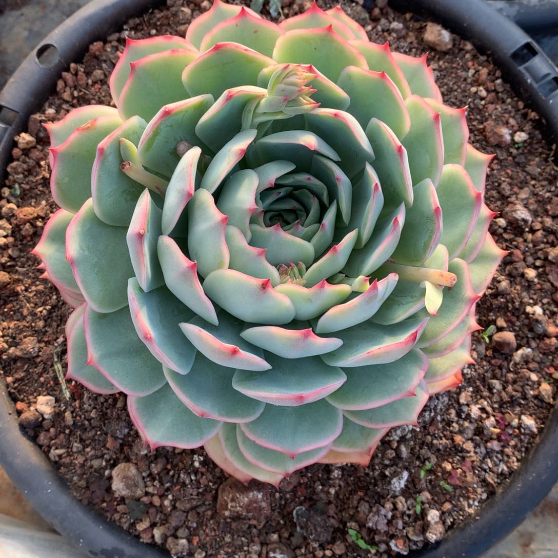 粉色提示一物一拍