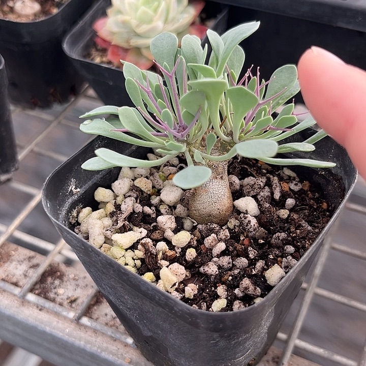 我也不知道我为什么要这样