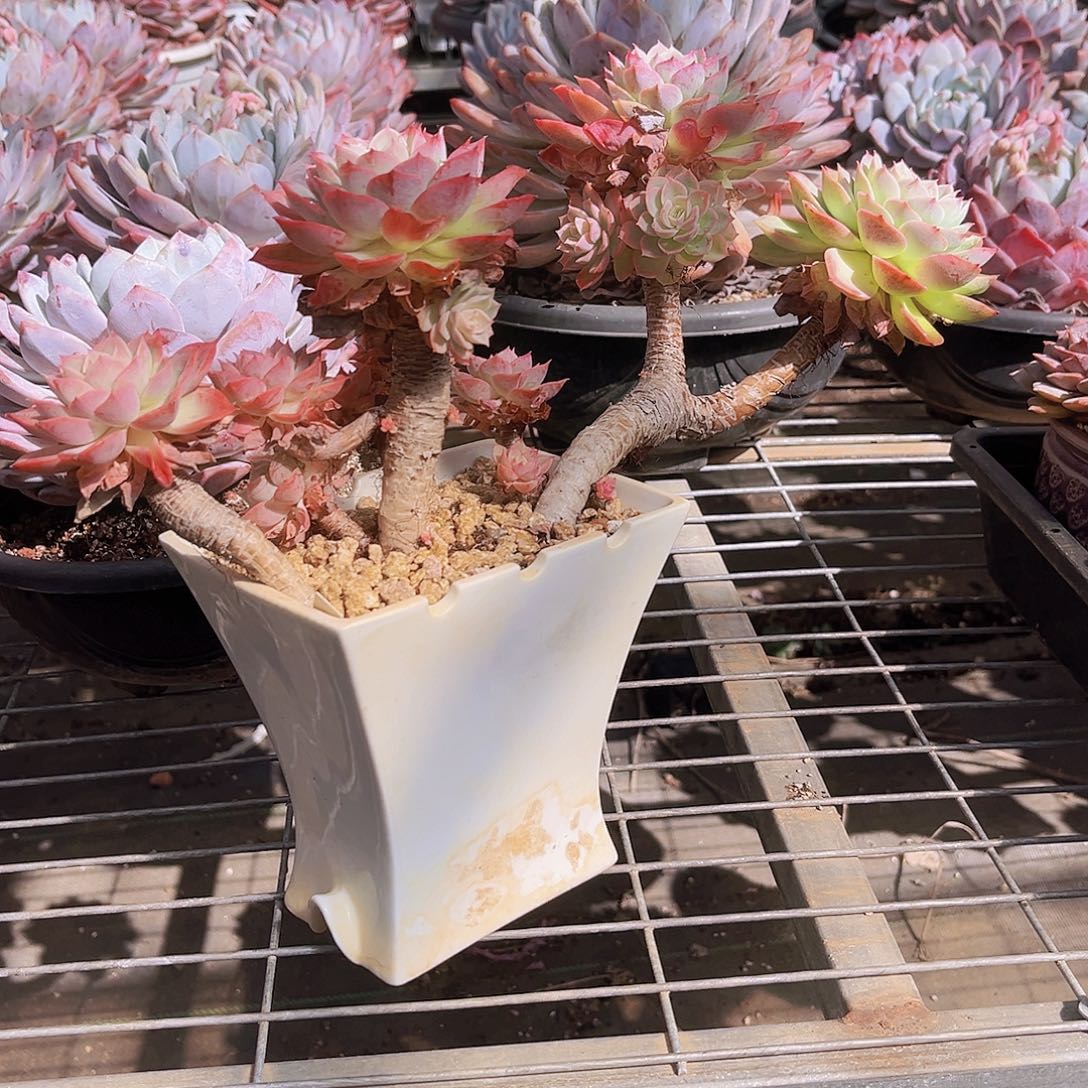 ****紫哈密瓜带盆99999999999999