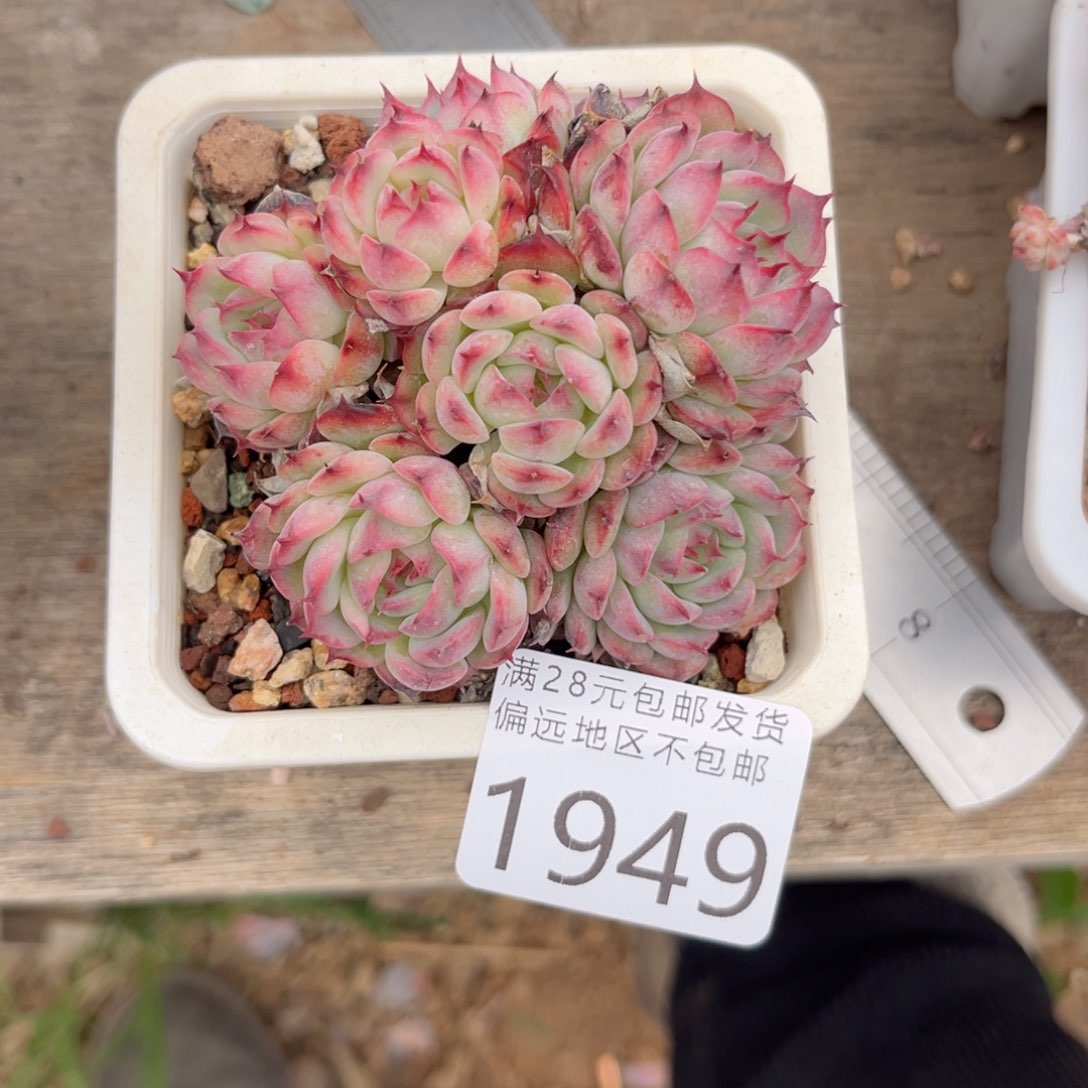 大1949:）xg cv cb b