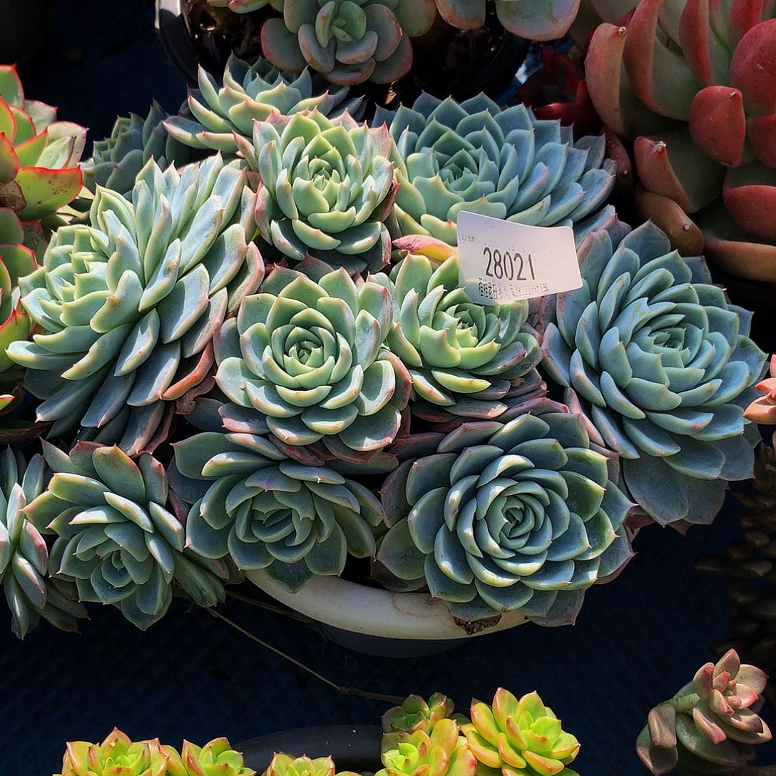 思***恋孤星28021多肉多肉