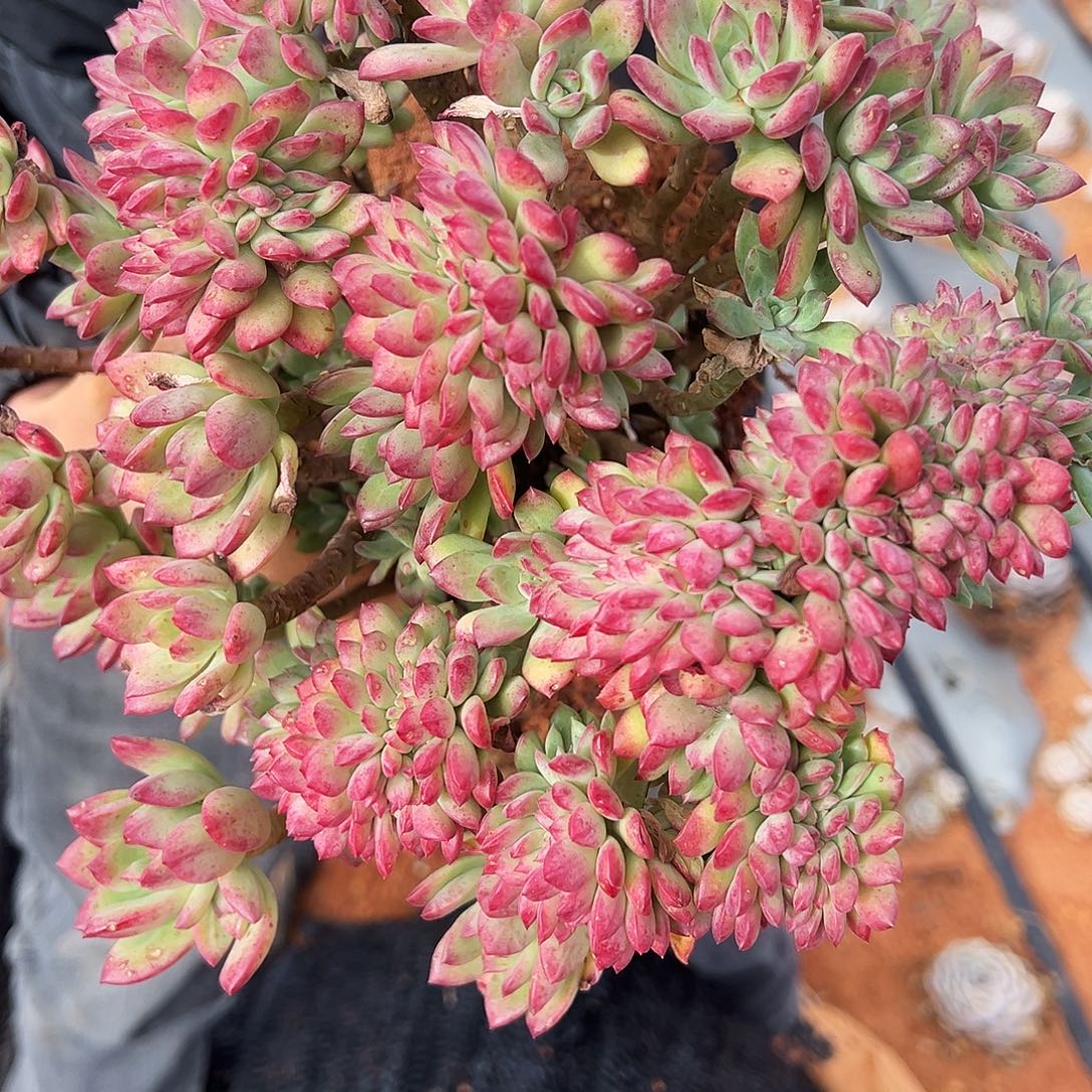 红稚莲缀花多肉植物