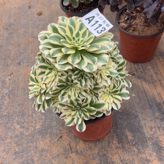 113迈巴赫不包断枝